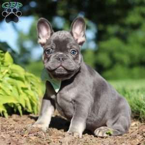 Marco, French Bulldog Puppy